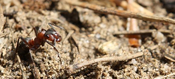 Rote Waldameise - stemmt das 30- bis 50-fache ihres Gewichts Rote Waldameise - stemmt das 30- bis 50-fache ihres Gewichts