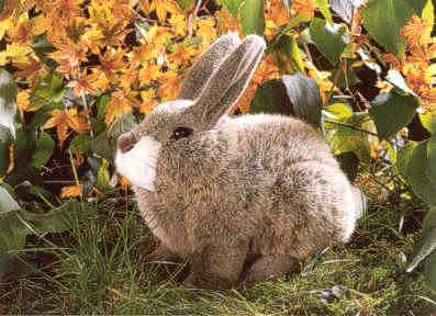 Kösener Osterhase bei Ladage & Oelke in Hamburg