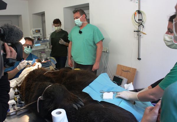 Braunbär Siggi auf dem OP-Tisch 