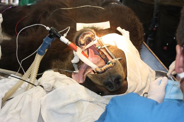 Zahnarzt-Termin für Braunbär Siggi