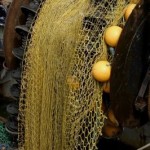 Die Überfischung bedroht die Meere