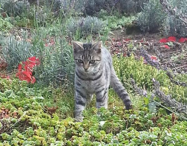 Höhepunkt der Wespenplage Warnung vor Gefahren für Haustiere