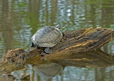 Ein gar nicht so seltener Anblick an deutschen Gewässern