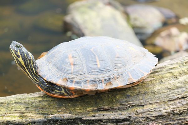 Gelbwangen-Schmuckschildkröte beim Sonnenbaden