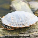 Gelbwangen-Schmuckschildkröte beim Sonnenbaden