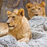 Ein Besuch in Hagenbecks Tierpark