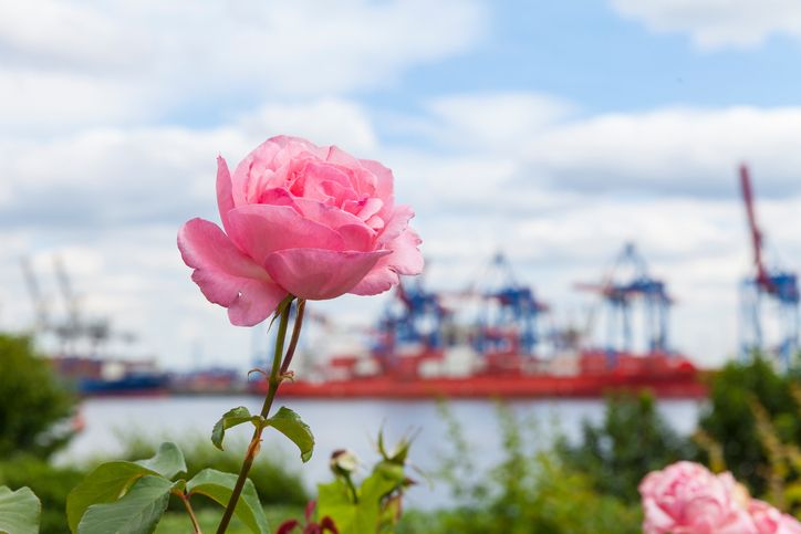 Blumen erfreuen das Herz