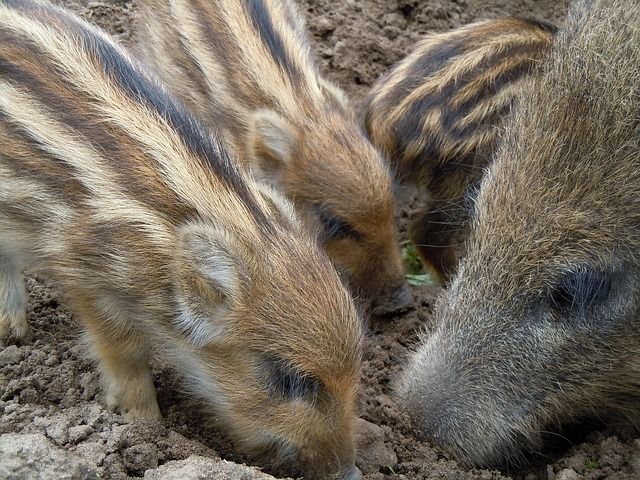 Aber nicht streicheln - sonst wird Mama Wildsau richtig böse