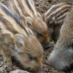 Aber nicht streicheln - sonst wird Mama Wildsau richtig böse