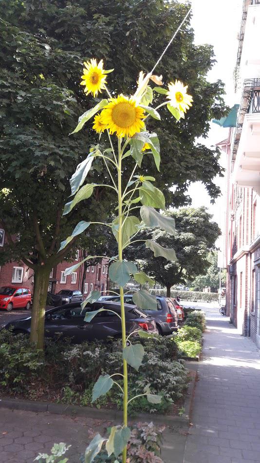 Dringendes Umdenken bei der Stadtentwicklung nötig