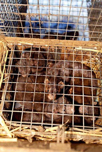 Einfach nur grausam Nerze auf der Pelzfarm in Schlesen | Einfach nur grausam: Nerze auf der Pelzfarm in Schlesen