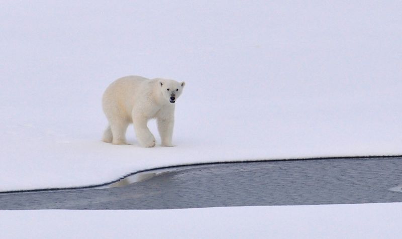 Eisbären sind vom Aussterben bedroht