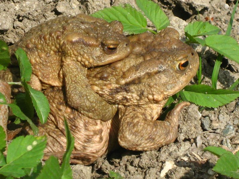 Beginn der Krötenwanderung