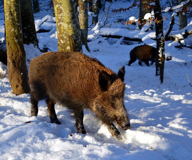 Wildschweine haben gute Mütter - jetzt ziehen sie den Nachwuchs auf 
