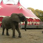 Trostloses Gehege: Elefant im Zirkus Voyage