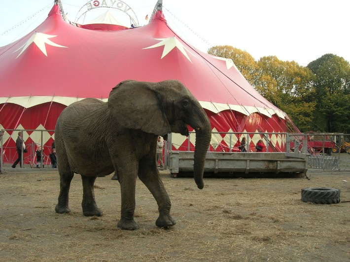 Trostloses Gehege: Elefant im Zirkus Voyage