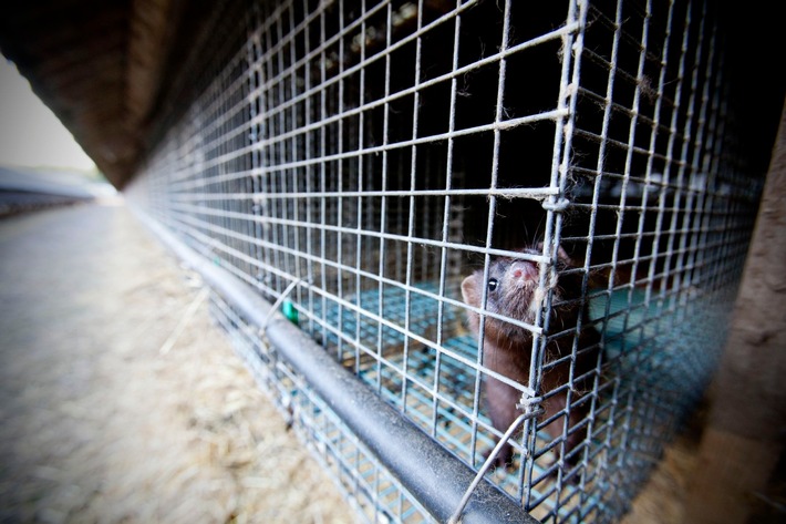 Vier Pfoten fordert Schließung verbleibender Farmen