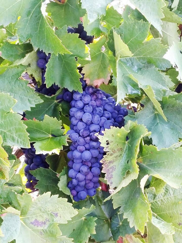 Solche Trauben können einfach nur hervorragende Weine hervorbringen