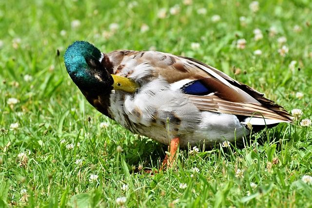 Bitte die Hunde an der Alster nicht frei laufen lassen