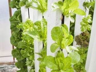 Vertical Farming - eine Option für Pflanzenanbau auf wenig Raum