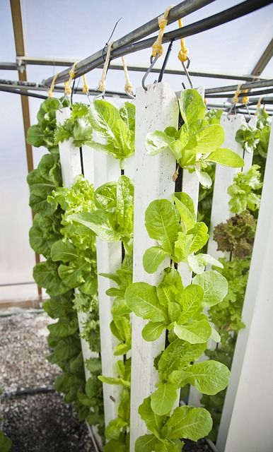 Vertical Farming - eine Option für Pflanzenanbau auf wenig Raum