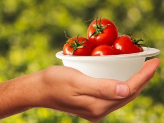 Tomaten, Kräuter und Salat vom eigenen Balkon