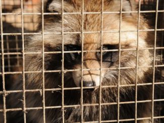 Das ist Tierquälerei und gehört endlich final verboten