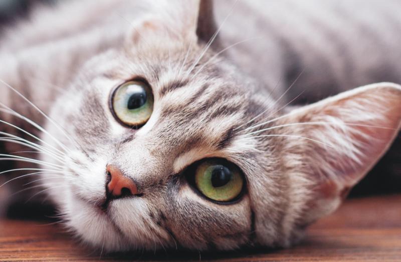 Nur das Beste für die Katze | Nur das Beste für die Katze