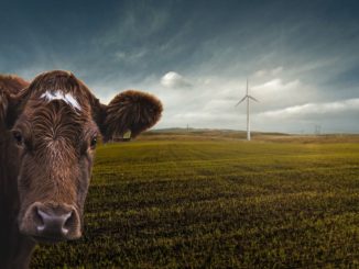 Vernunft und Mittelmaß ist den Deutschen fremd