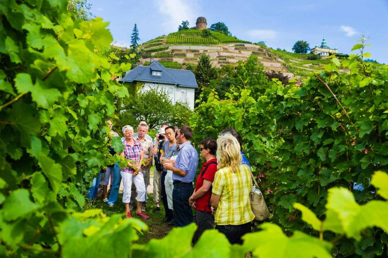 Führung durch das Weingut Hoflößnitz in Radebeul. Bildnachweis: TVED/Sylvio Dittrich