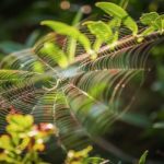 Im Garten geschätzt, im Haus weniger beliebt