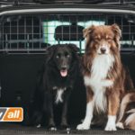 Mit einem Trenngitter sind Hunde auch im Elektroauto optimal gesichert