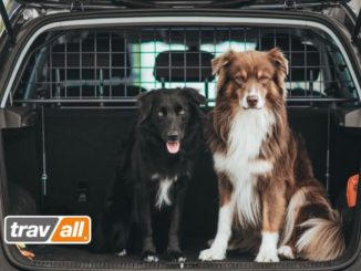 Mit einem Trenngitter sind Hunde auch im Elektroauto optimal gesichert