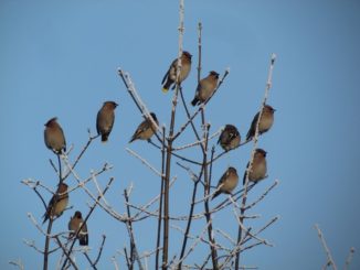 Der milde Januar bietet gefiederten Wintergästen aus dem Hohen Norden optimale Bedingungen