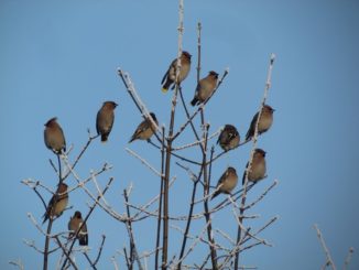 Der milde Januar bietet gefiederten Wintergästen aus dem Hohen Norden optimale Bedingungen