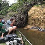 Auge in Auge mit einer Anaconda Foto: Ashley Holland