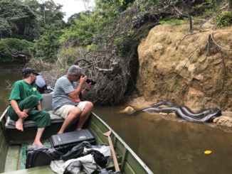 Auge in Auge mit einer Anaconda Foto: Ashley Holland