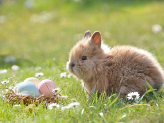 Der kleine Mümmler freut sich auf schon auf Ostern