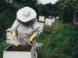 Die unglaubliche Nützlichkeit der Bienen rückt immer mehr in den öffentlichen Fokus