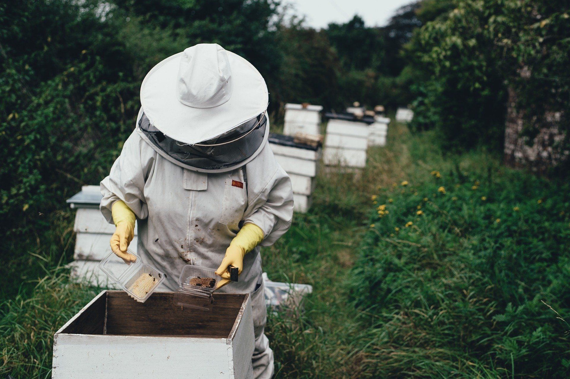 Die unglaubliche Nützlichkeit der Bienen rückt immer mehr in den öffentlichen Fokus