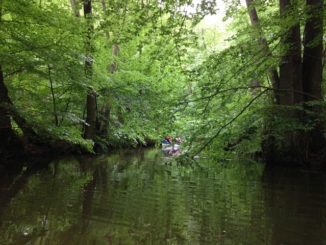 Natur pur – mitten in Hamburg auf der Alster