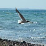 BPD kauft Grundstück an der Ostsee