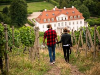 Spaziergang durch die Weinberge zum Schloss Wackerbarth. Foto Martin Förster