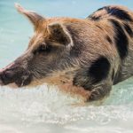 Cool down, Wildsau
