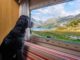 Hundegerechte Wohnmobile sind ideal für entspannte Urlaubstage mit den Vierbeinern.