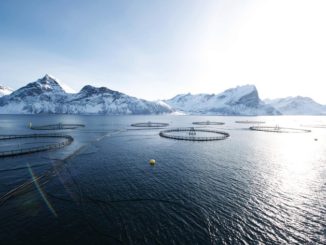 Norwegischer Zuchtlachs ist Testsieger bei Stiftung Warentest