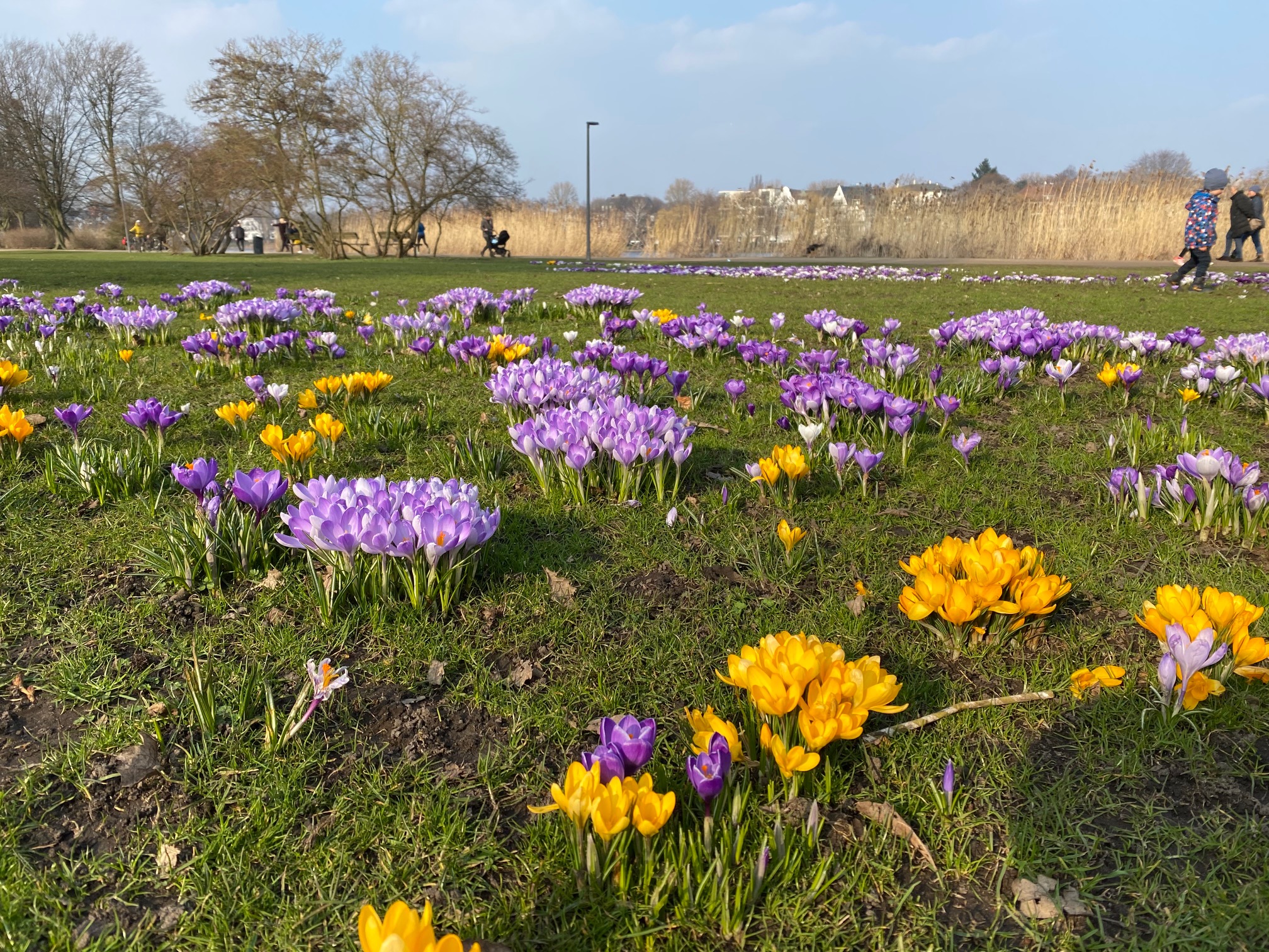 Und die Alsterwiesen sind besonders im Frühling wunderschön