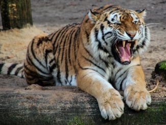 Tiger im Zoo