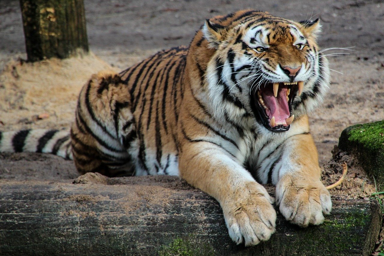 tiger-500118_1280 | Tiger im Zoo