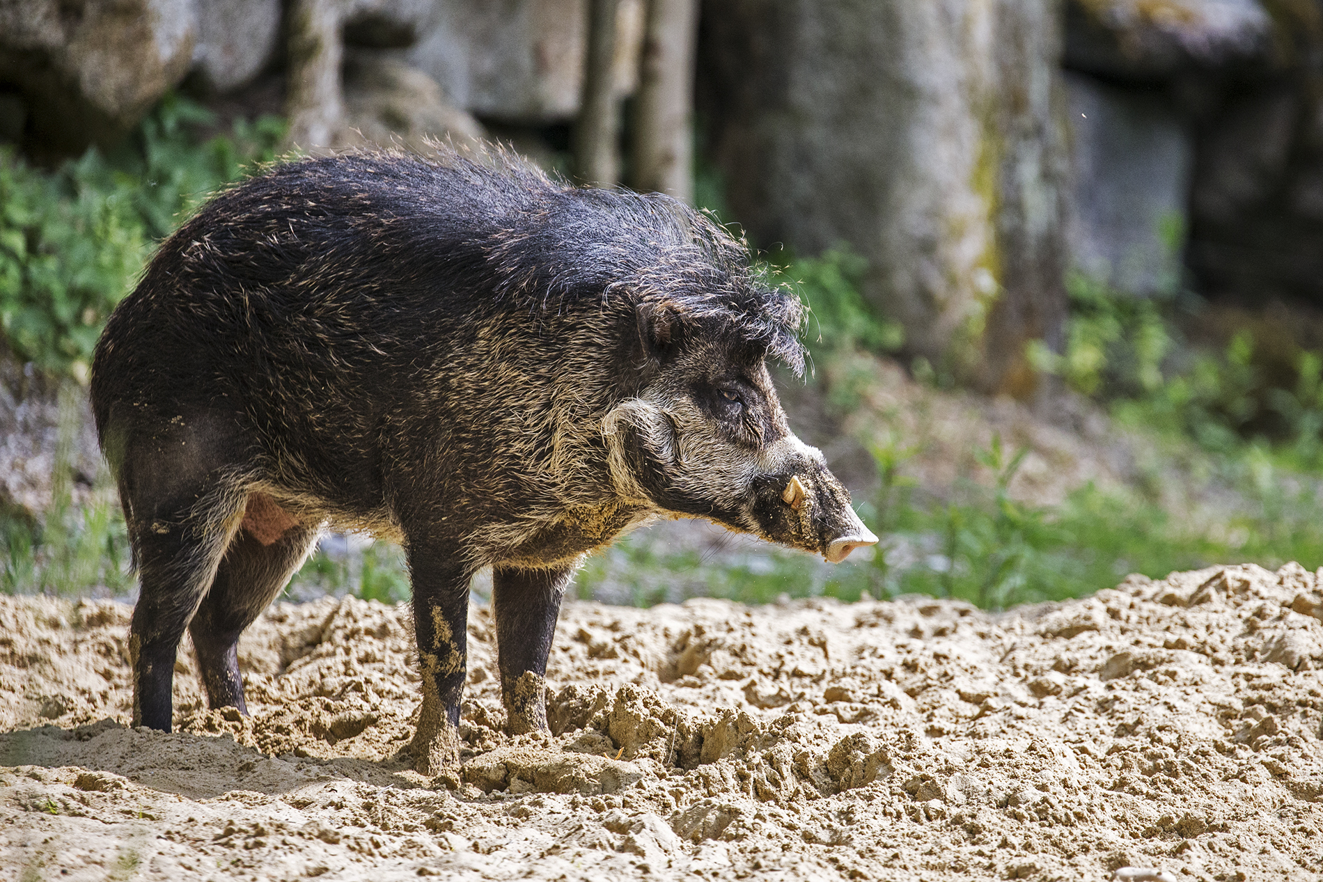 Visayas-Pustelschwein